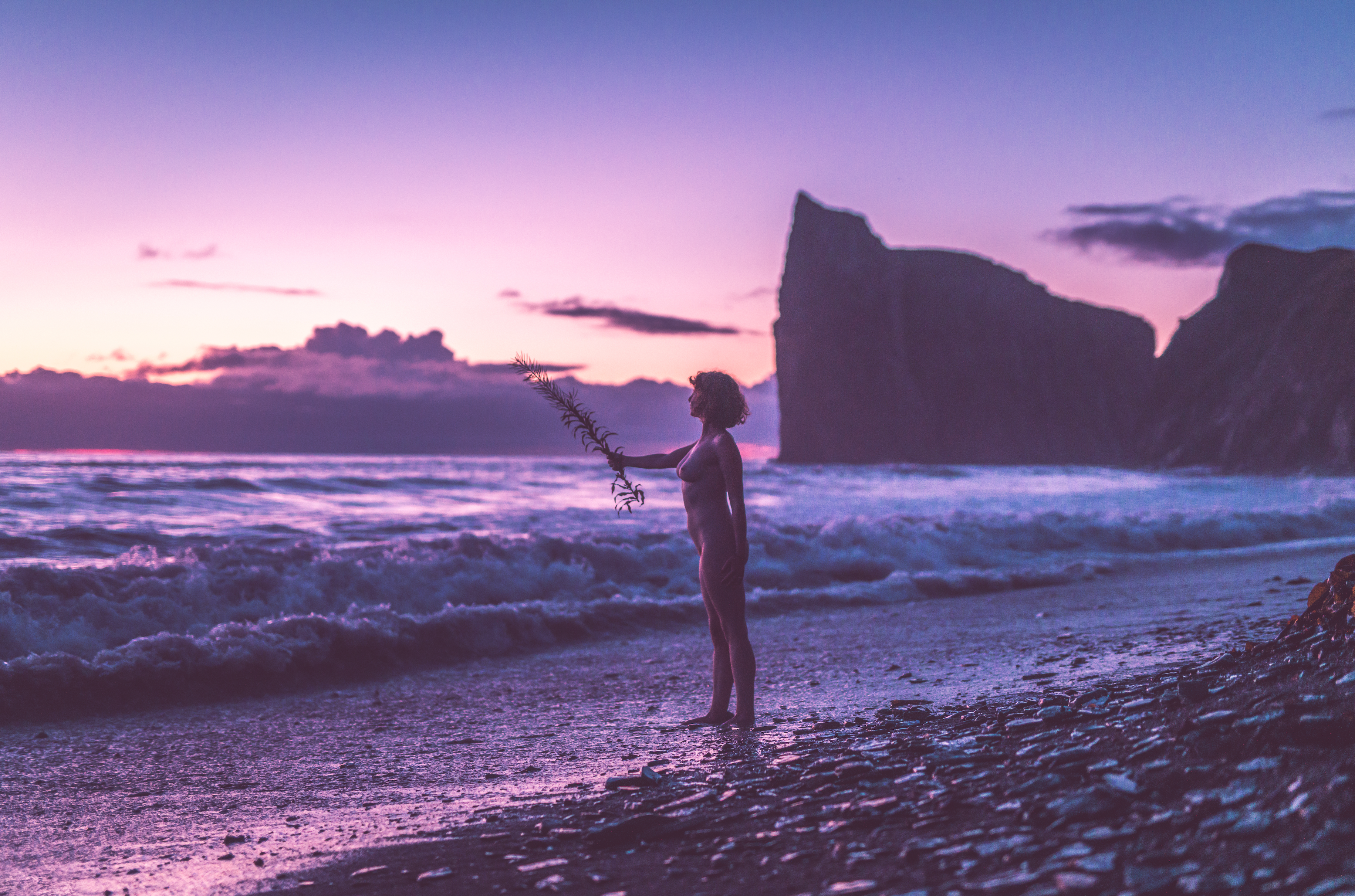 L'épilobe enchantée