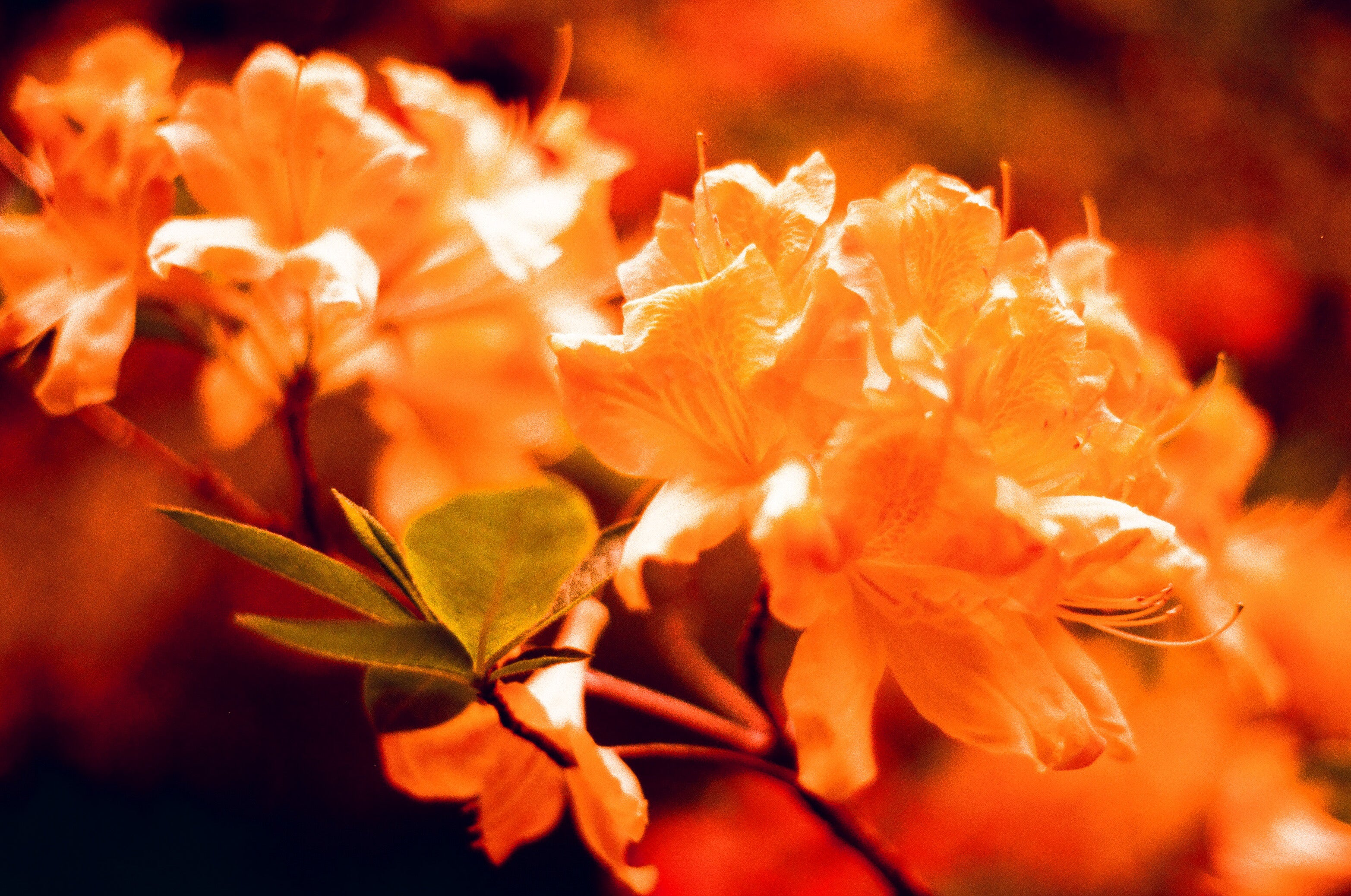 Les flammes d'Azalée