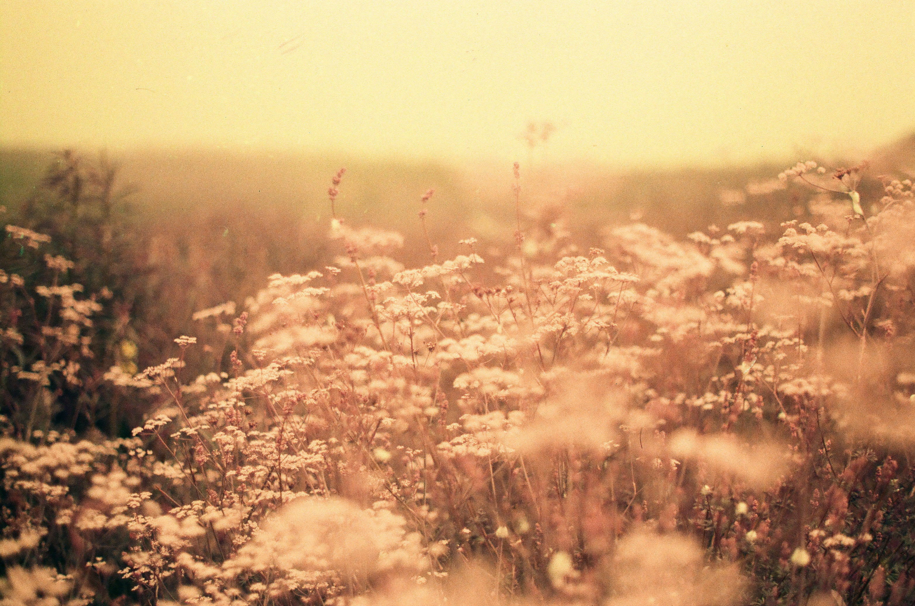 Carottes sauvages en chanson